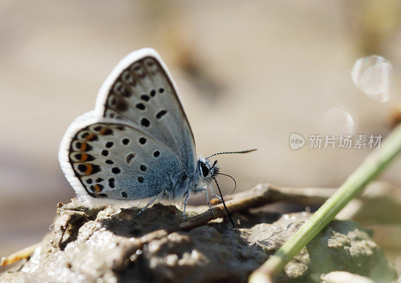 银钉蓝蝴蝶(Plebejus argus)